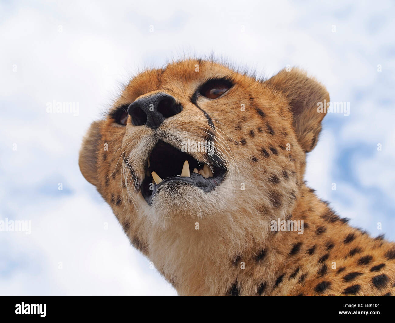 cheetah (Acinonyx jubatus), portrait with open mouth from below, Kenya, Masai Mara National Park Stock Photo