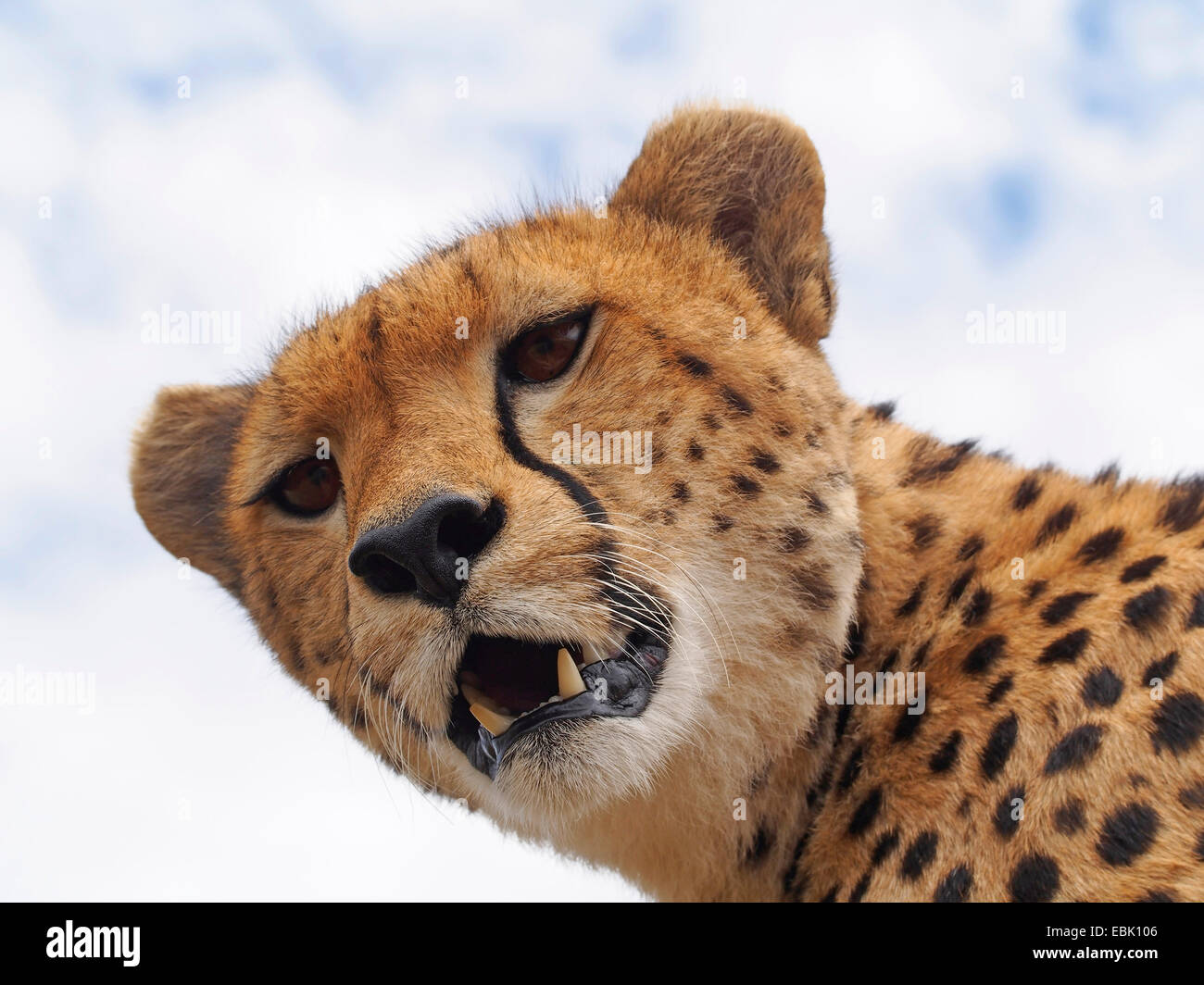 cheetah (Acinonyx jubatus), portrait with open mouth, Kenya, Masai Mara National Park Stock Photo
