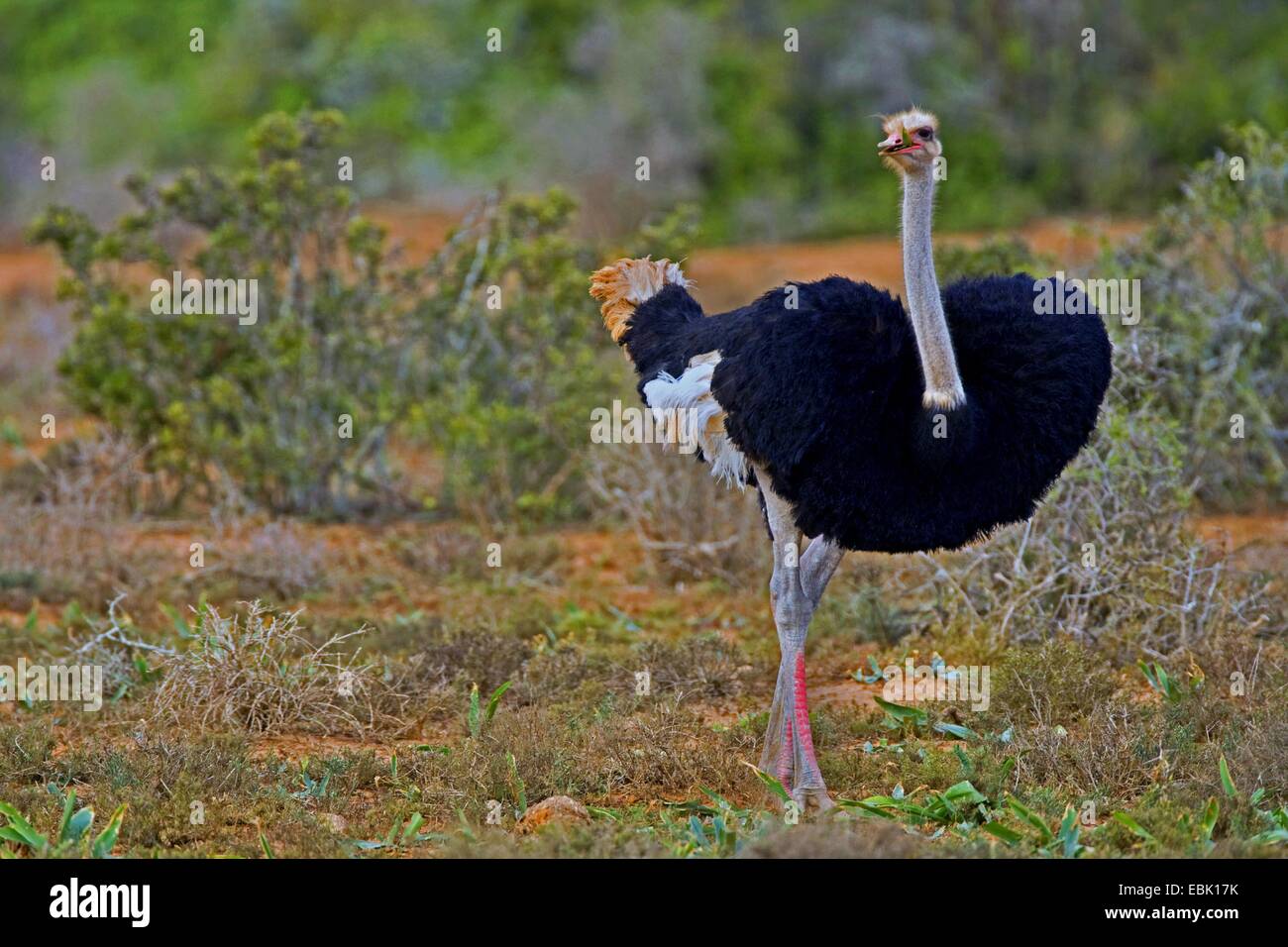 ostrich (Struthio camelus), male, South Africa, Eastern Cape, Addo Elephant National Park Stock Photo