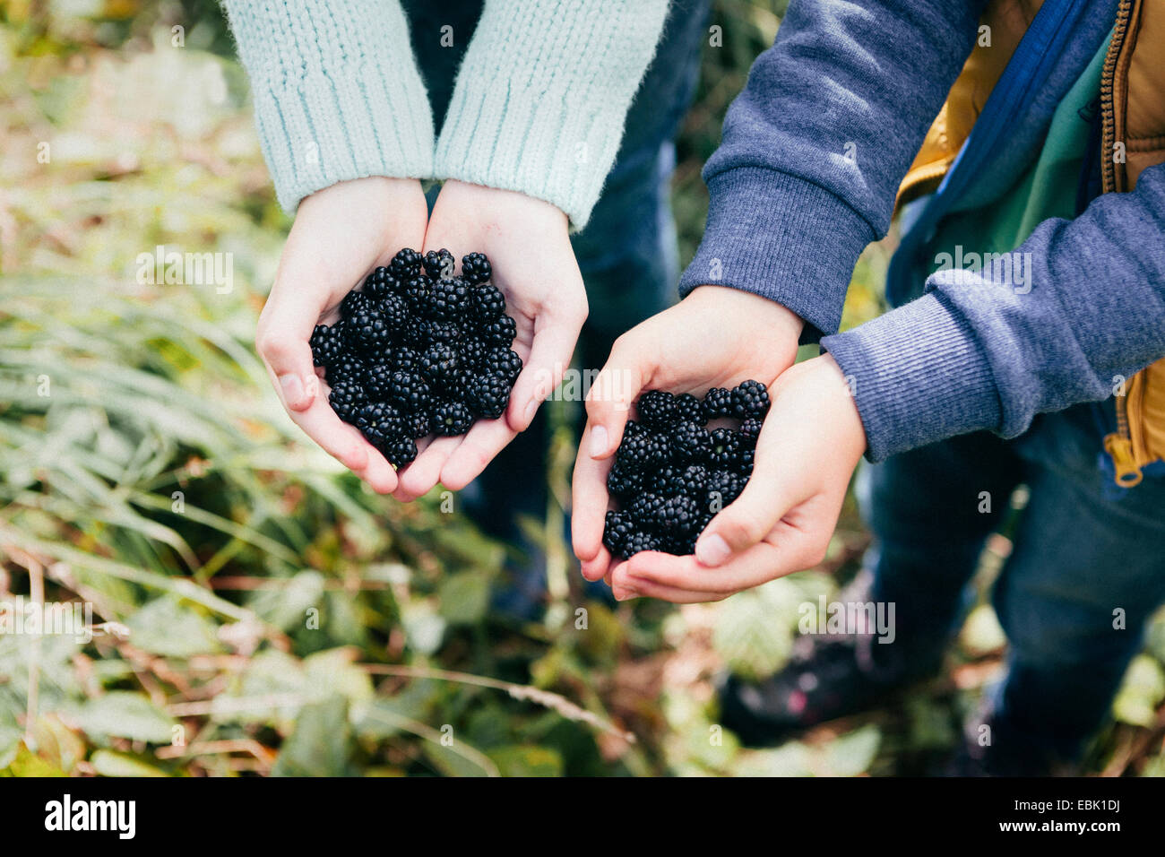 Two people holding blackberries in cupped hands Stock Photo