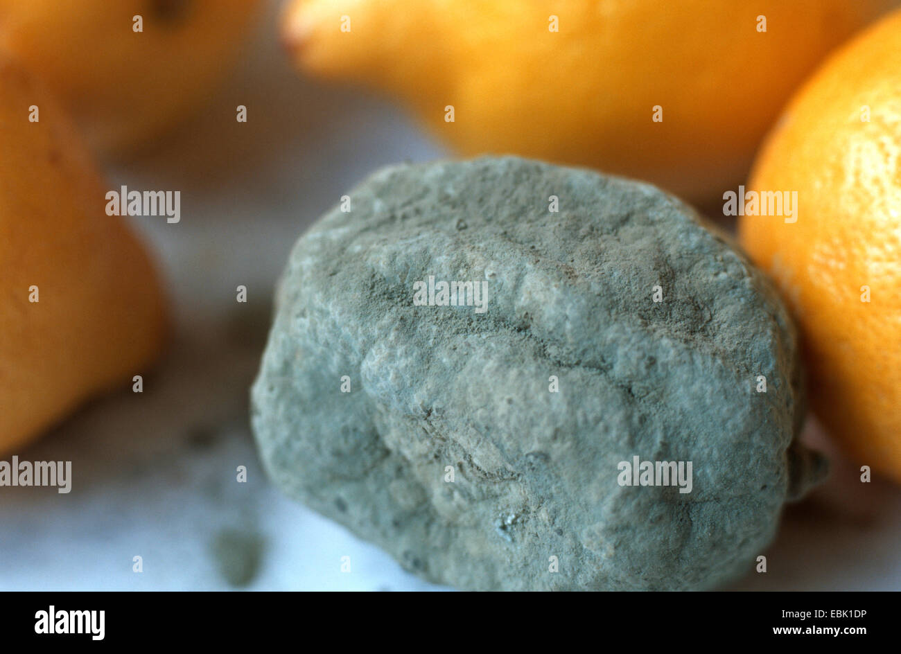 lemon (Citrus limon), mouldy lemon, Penicillium Stock Photo Alamy