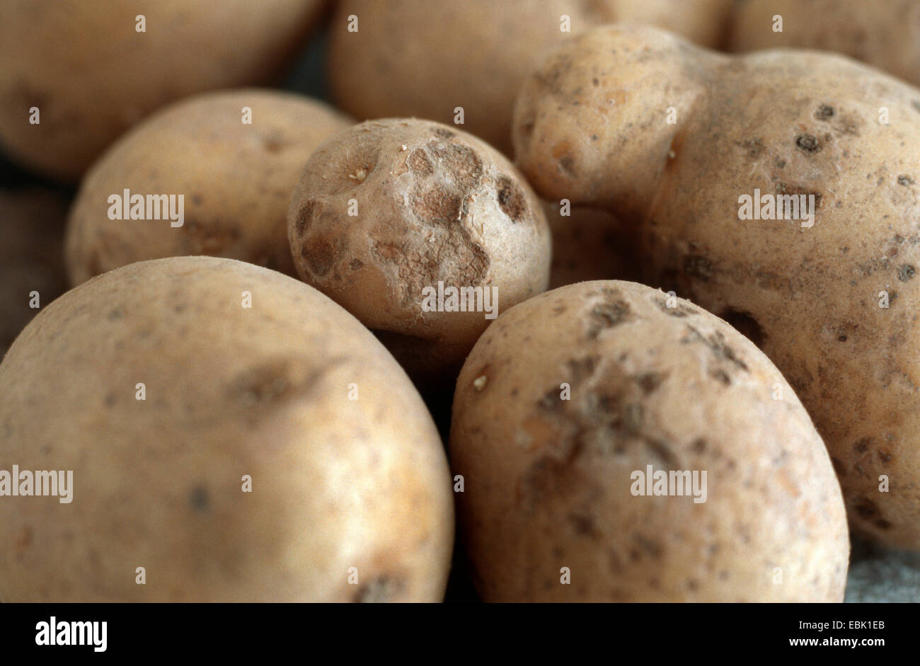 potato (Solanum tuberosum), with Colletotrichum Stock Photo