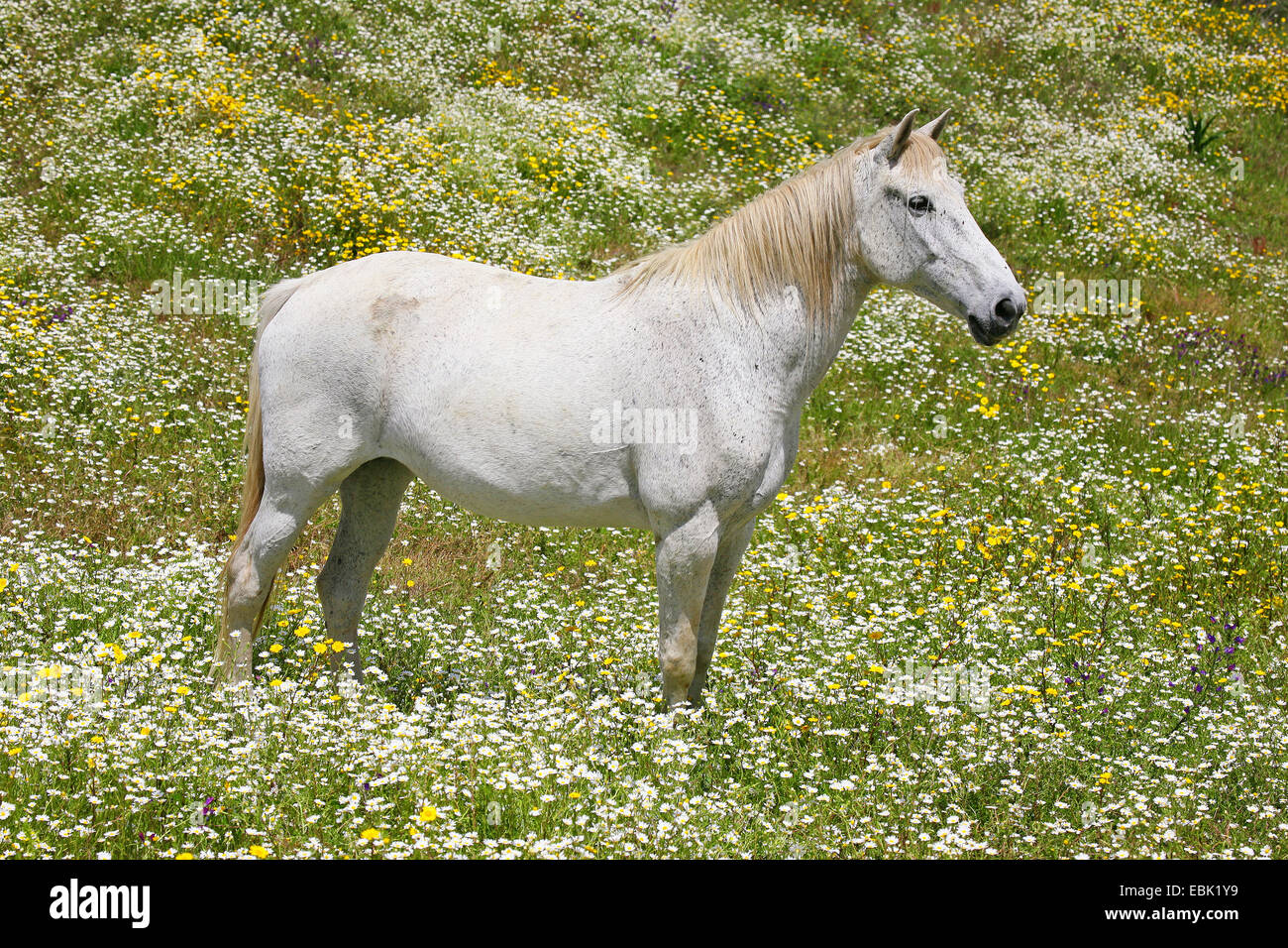 Lusitanian horse (Equus przewalskii f. caballus), white horse standing in a flower meadow, Portugal Stock Photo