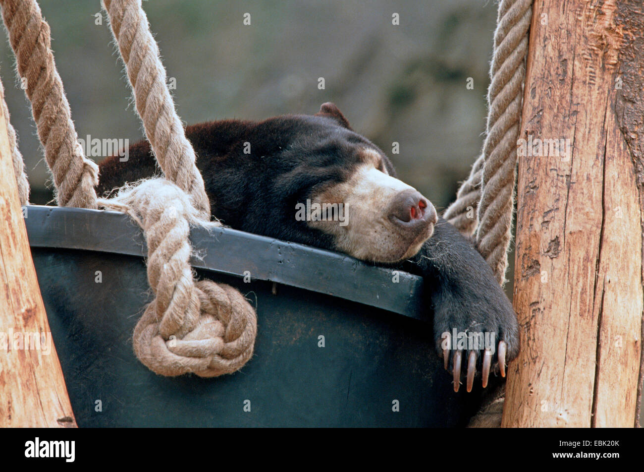 sun bear, Malayan sun bear (Ursus malayanus, Helarctos malayanus), zoo animal sleeping in a plastic tub Stock Photo