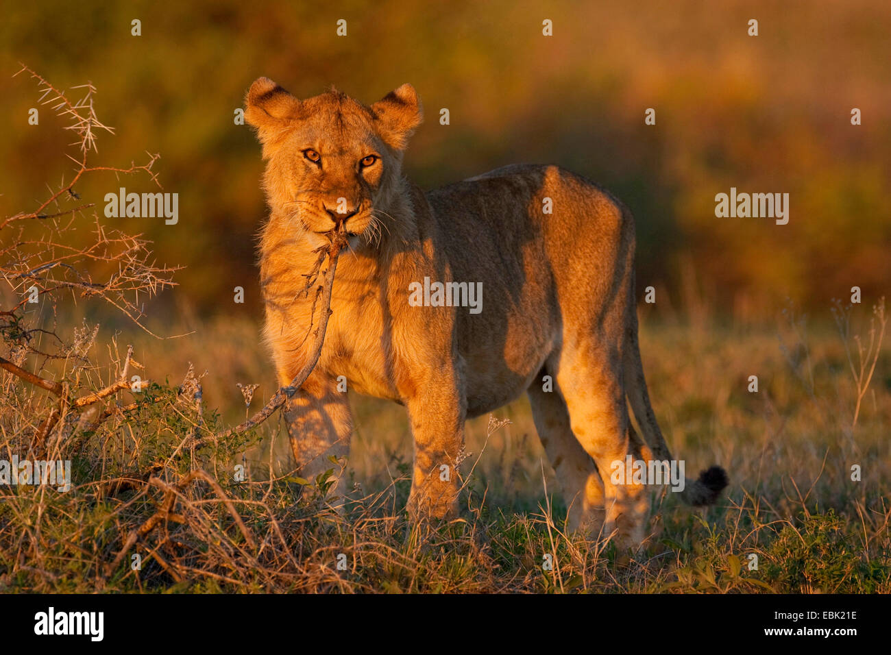 lion (Panthera leo), young lion nibbling at a shrub, Tanzania, Serengeti NP Stock Photo