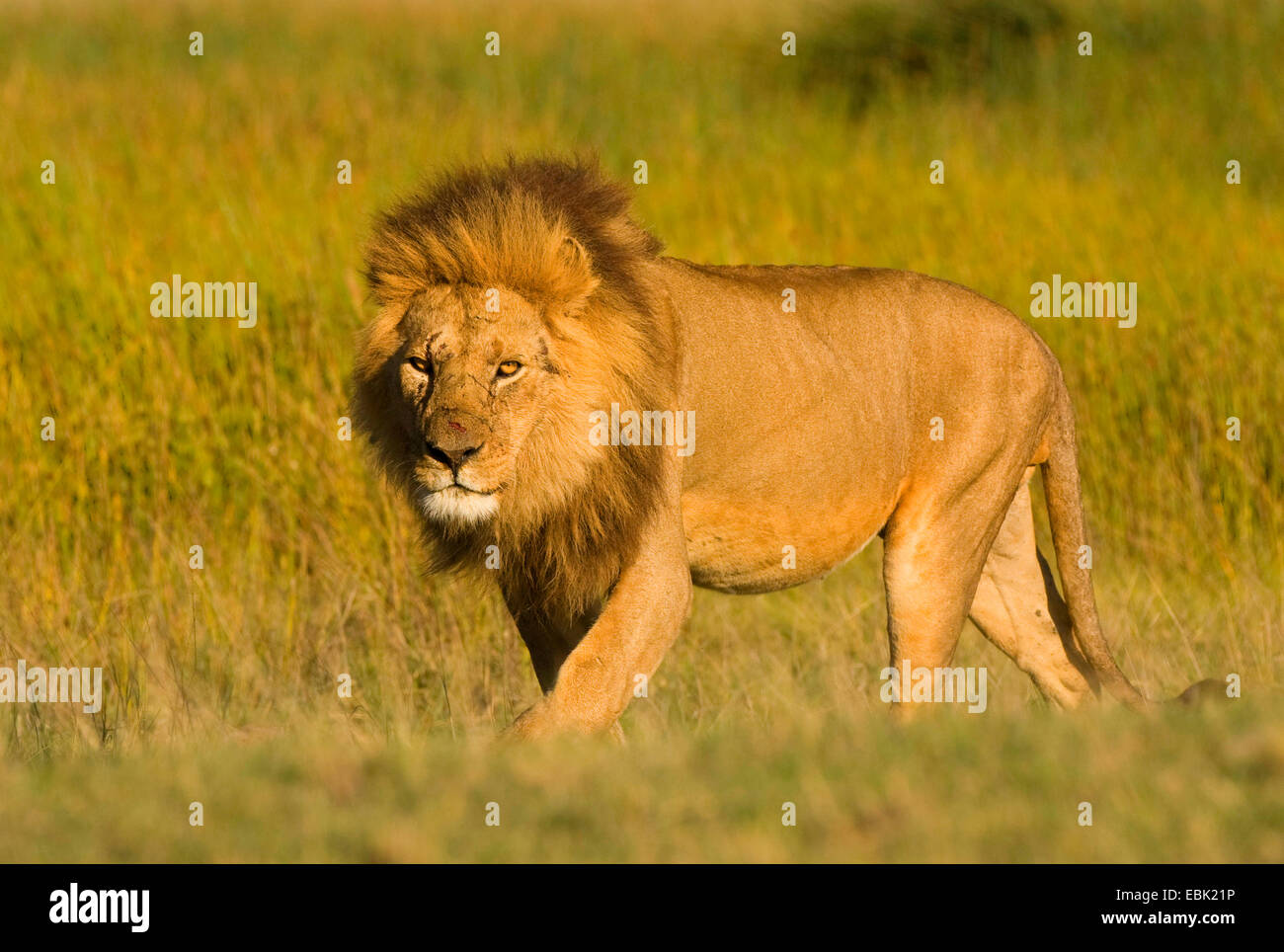 lion (Panthera leo), male in morning light, Tanzania, Serengeti NP Stock Photo