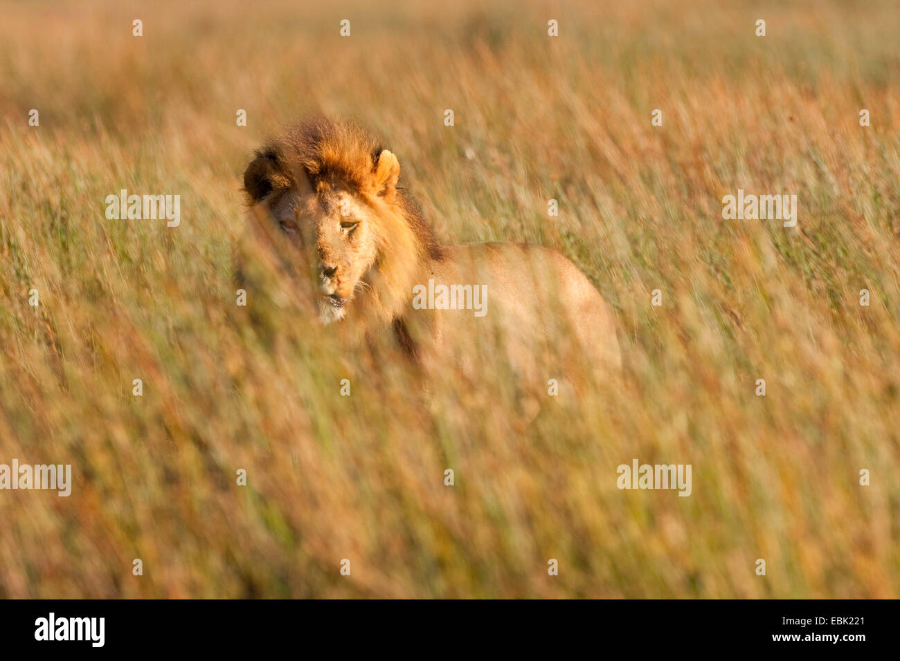 lion (Panthera leo), male lying on grass, Tanzania, Serengeti NP Stock Photo