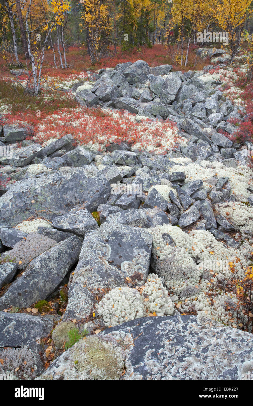 lichens autumnal boreal forest, Norway, Rondane National Park Stock Photo