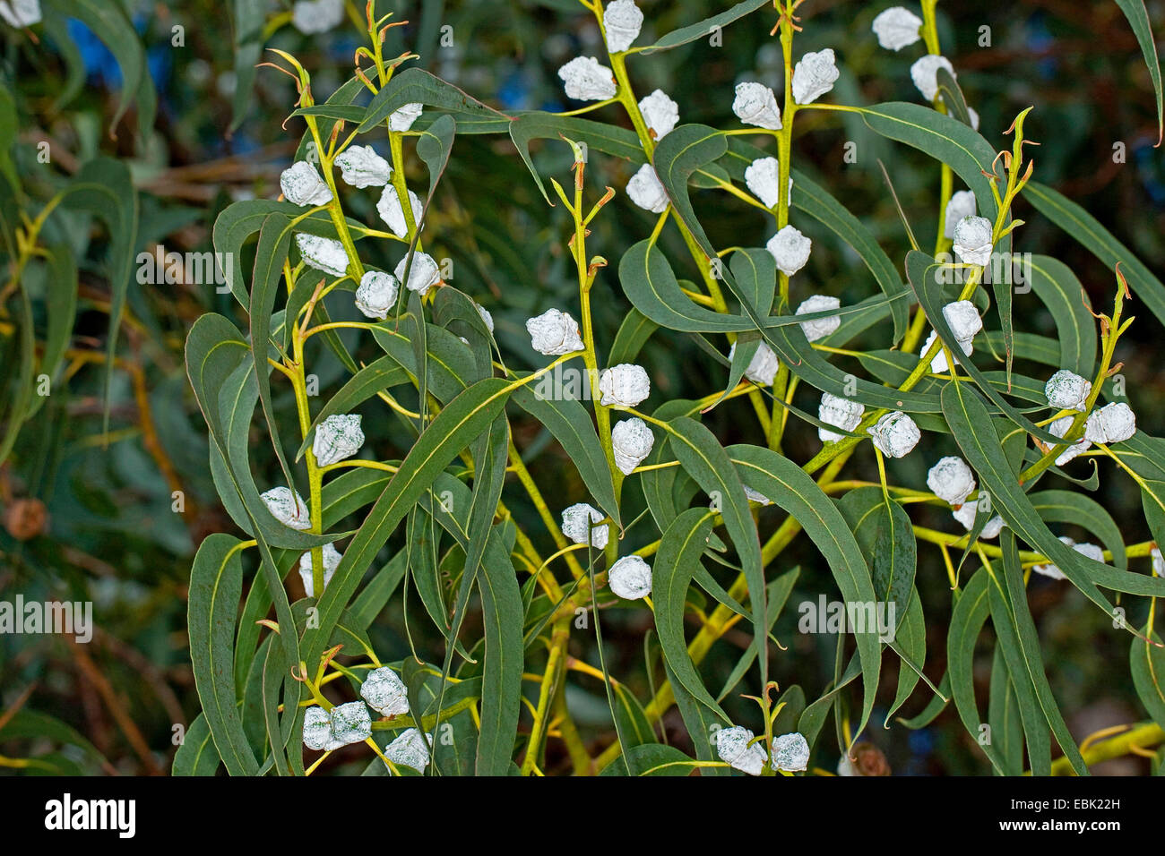 Tasmanian blue gum, Blue gum, Southern Blue Gum (Eucalyptus globulus), buds Stock Photo