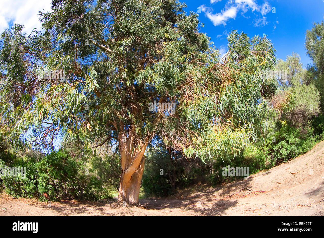 Tasmanian blue gum, Blue gum, Southern Blue Gum (Eucalyptus globulus), single tree Stock Photo