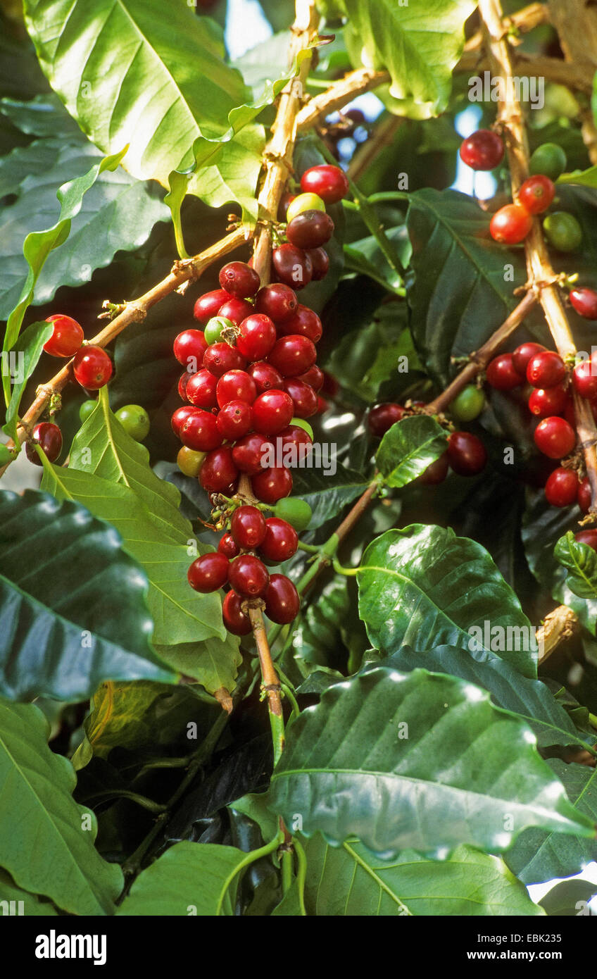 Arabian coffee (Coffea arabica), branch with fruits Stock Photo