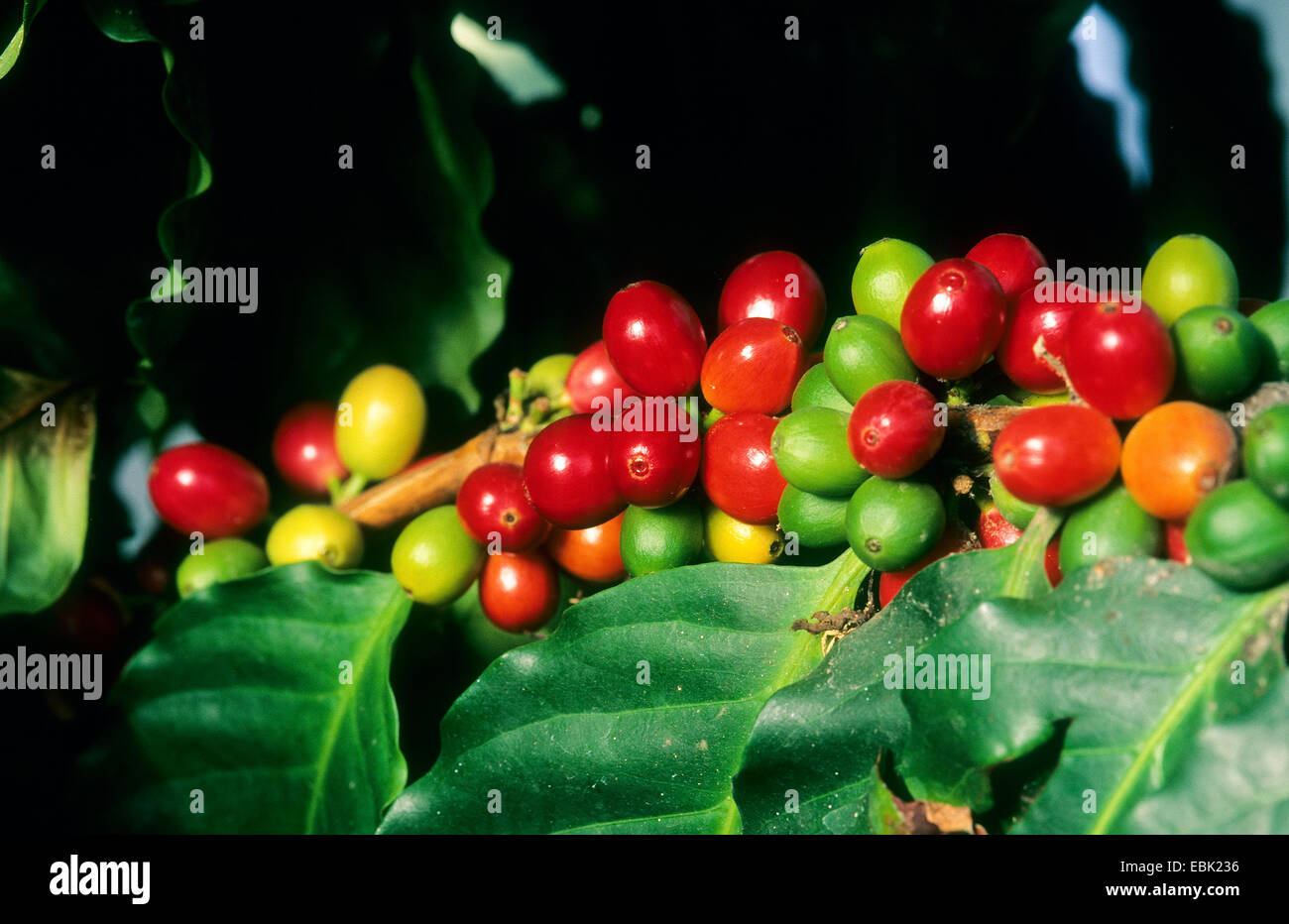 Arabian coffee (Coffea arabica), branch with fruits Stock Photo