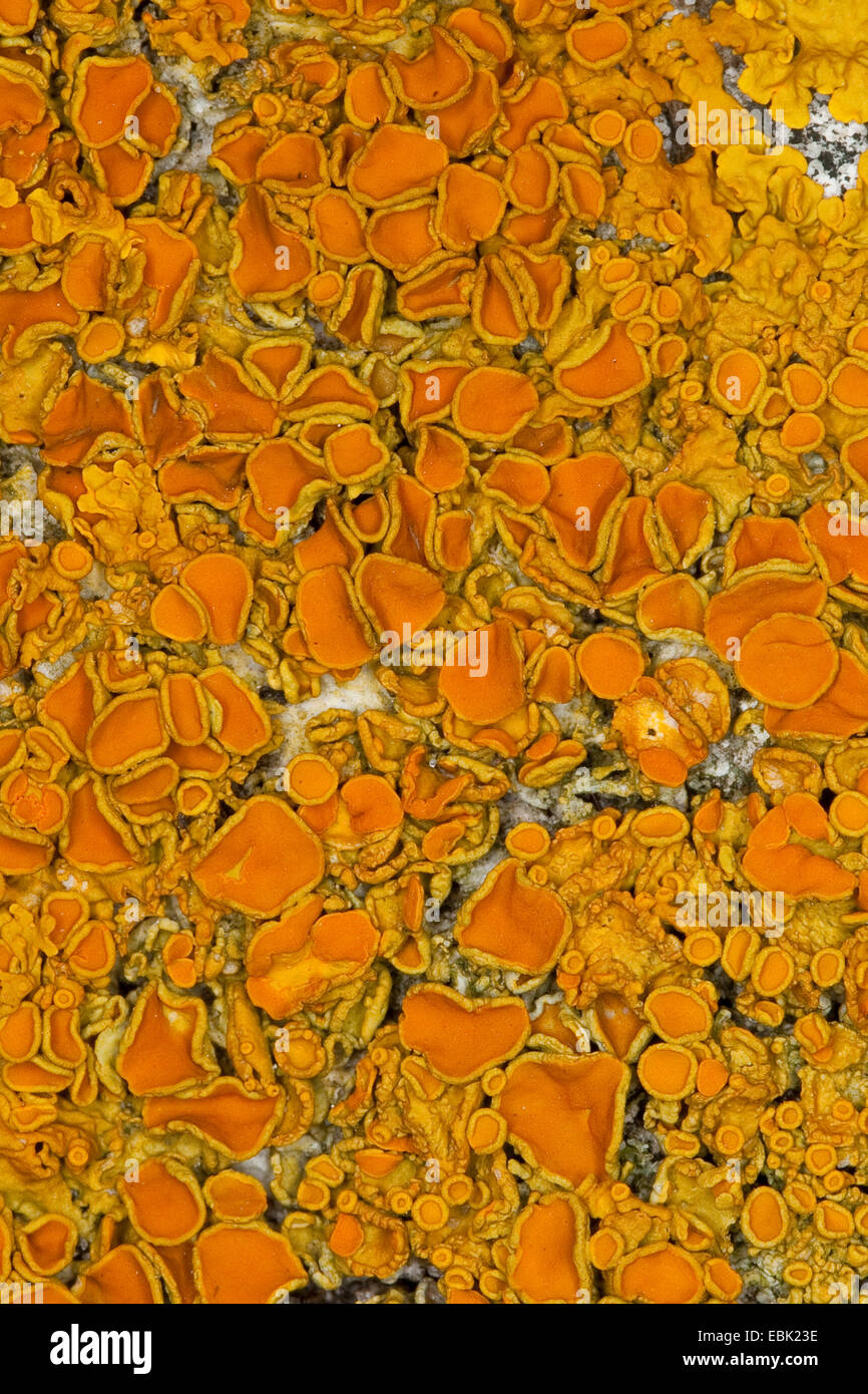 Common orange lichen, Yellow scale, Maritime sunburst lichen, Shore lichen, Golden shield lichen (Xanthoria parietina, Parmelia parietina), on a coastal rock of the Baltic Sea, Germany Stock Photo