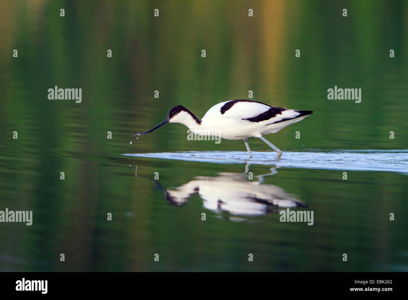 pied avocet (Recurvirostra avosetta), on the feed, Austria, Burgenland, Neusiedler See National Park Stock Photo