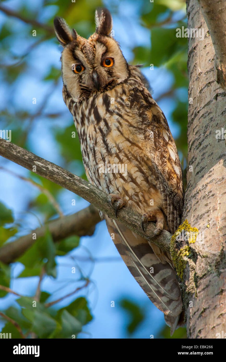 long-eared owl (Asio otus), sitting on a tree, Austria, Burgenland, Neusiedler See National Park Stock Photo