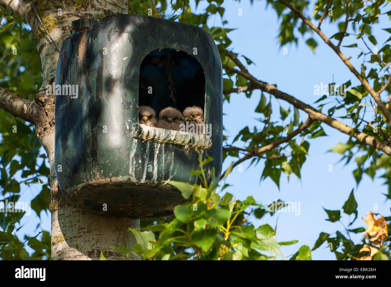 common kestrel (Falco tinnunculus), chicks peering from a nest box, Austria, Burgenland Stock Photo