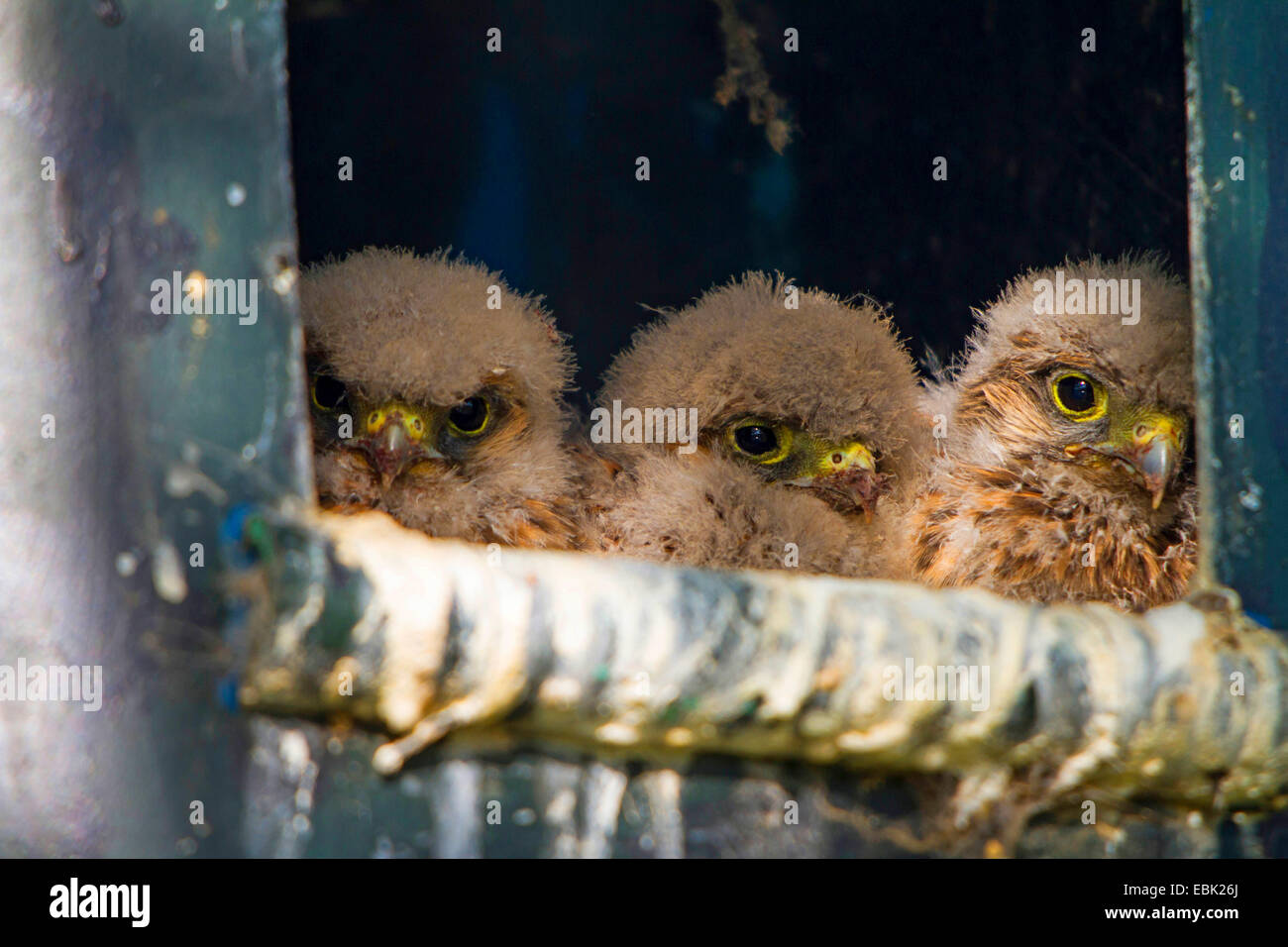 common kestrel (Falco tinnunculus), chicks peering from a nest box, Austria, Burgenland Stock Photo