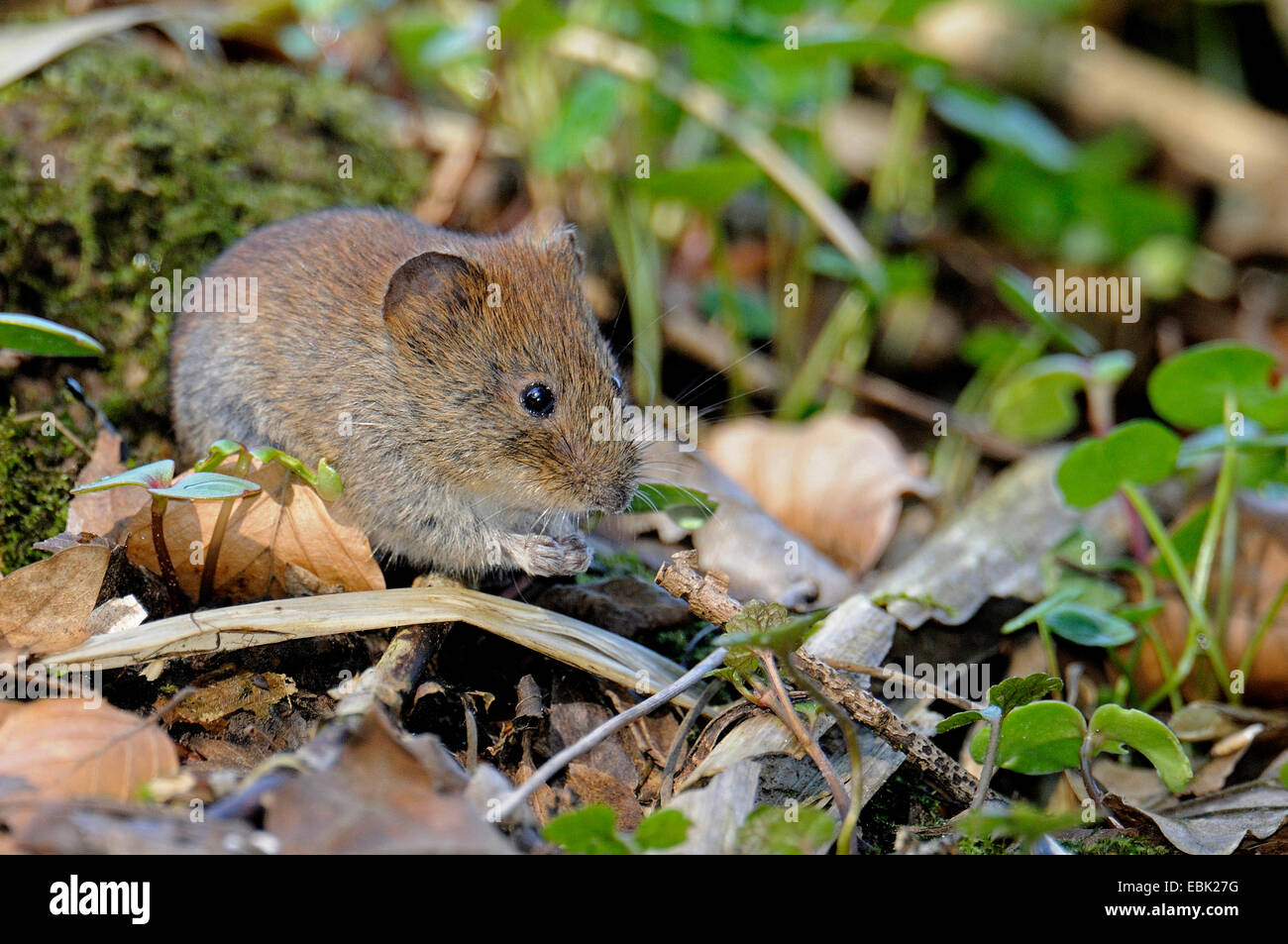 Rhine Westphalia North Rhine Westphalian Nrw Bank Vole Stock