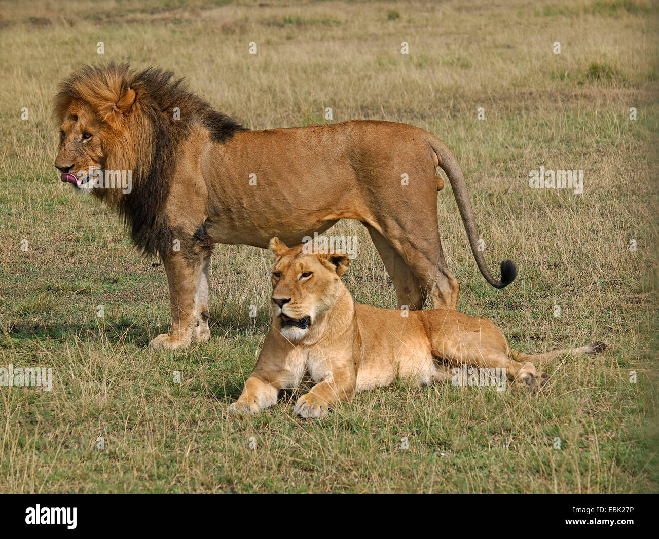 Lion With Full Belly High Resolution Stock Photography And Images Alamy Lion With Full Belly High Resolution Stock Photography And Images Alamy
