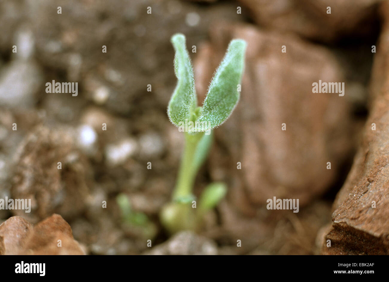 grapple plant, devil's claw (Harpagophytum procumbens), seedling Stock Photo