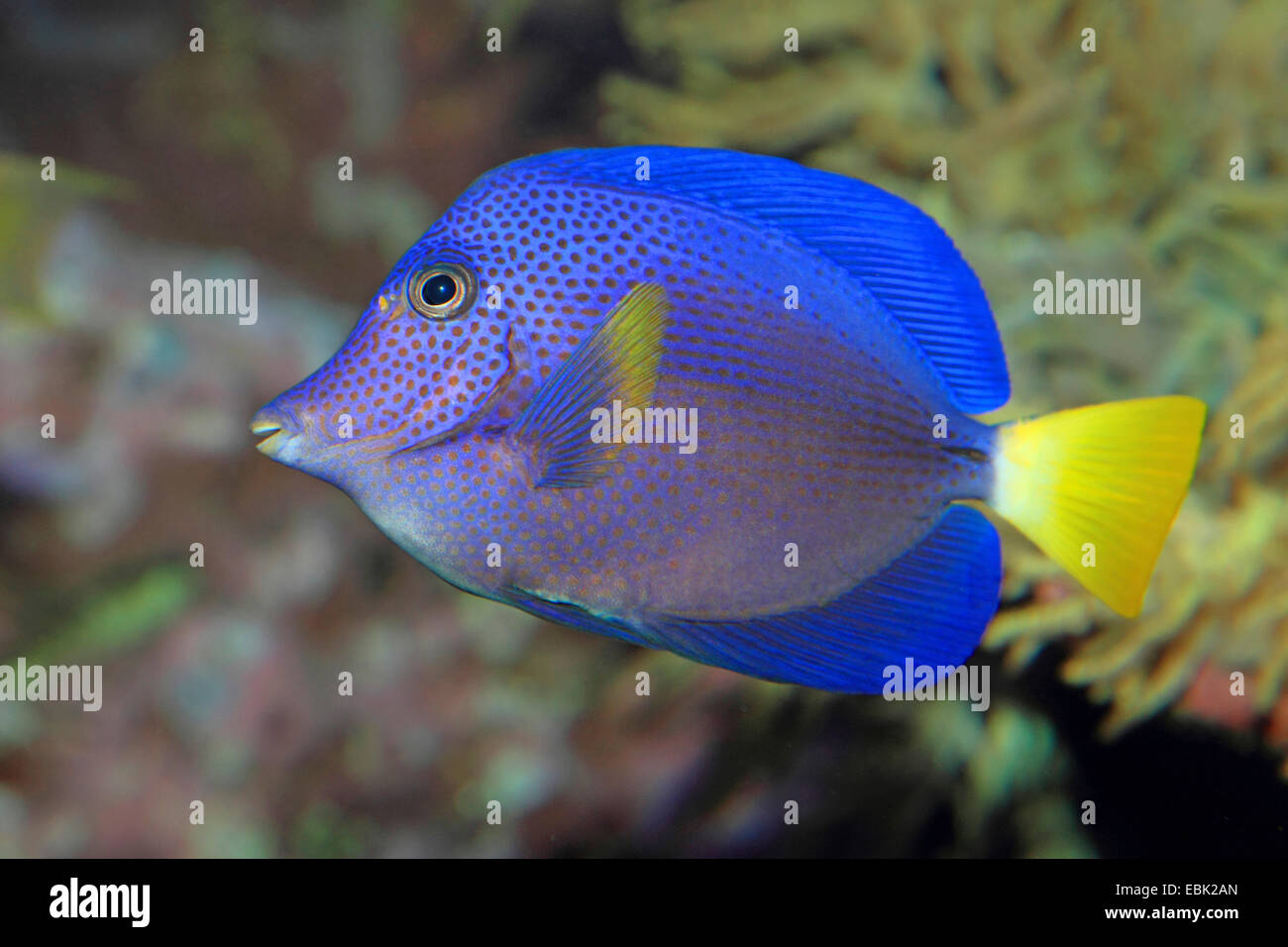 yellowtail surgeonfish, yellowtail sailfin tang, yellowtail tang (Zebrasoma xanthurum), at the reef Stock Photo