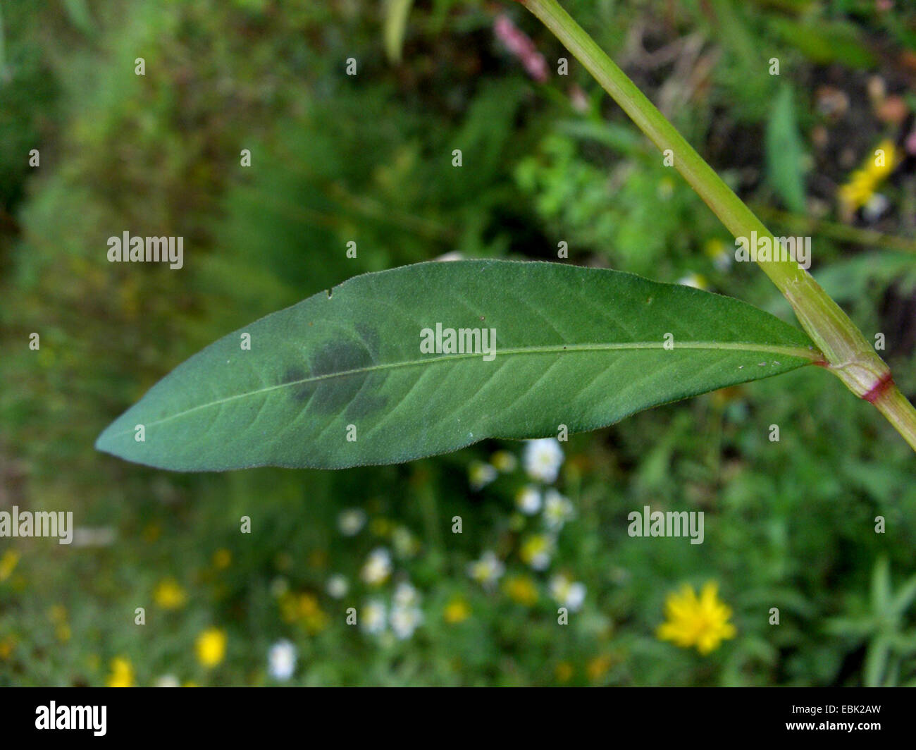 Redshank, Persicaria, Redleg, Lady's-thumb, Spotted Ladysthumb, Gambetta (Polygonum persicaria, Persicaria maculosa), leaf, Germany Stock Photo