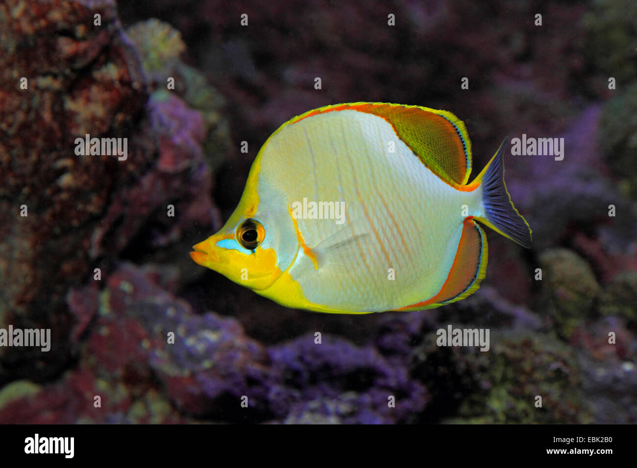 yellowhead butterflyfish (Chaetodon xanthocephalus), at the reef Stock Photo