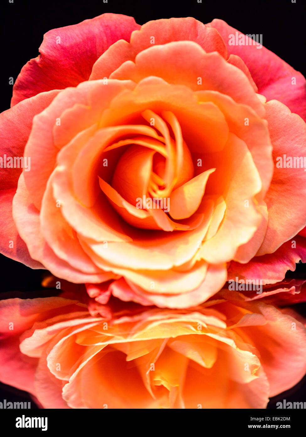 Studio macro image, beautiful pink rose flower on a clear glass mirror, showing the reflection Stock Photo