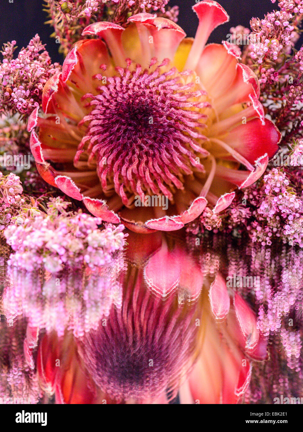 Studio macro image, beautiful Protea flower with rose pink heather bouquet on a clear glass mirror, showing the reflection Stock Photo