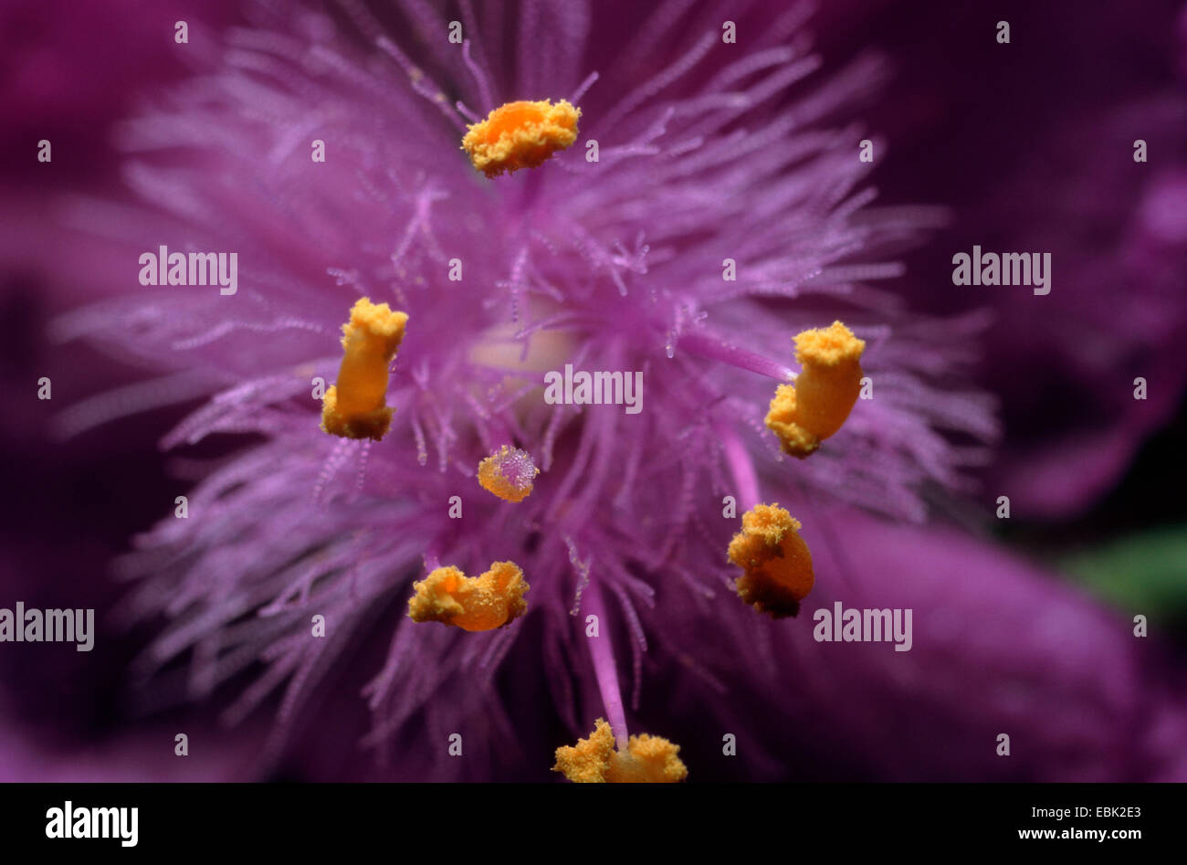 Virginia spiderwort (Tradescantia virginiana), macroshot of a flower Stock Photo