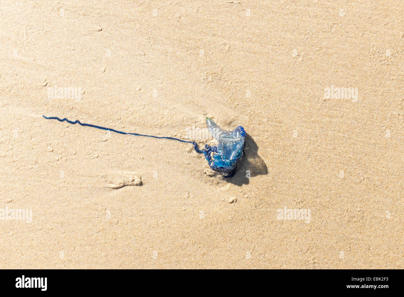 Blue Bottle Jellyfish (Physalia utriculus) washed up on the Mornington Peninsula, Victoria, Australia. Stock Photo