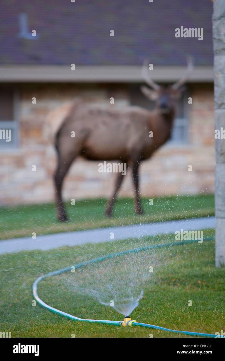 wapiti, elk (Cervus elaphus canadensis, Cervus canadensis), standing on lawn in a front garden, USA, Wyoming, Yellowstone National Park, Mammoth Hot Springs Stock Photo