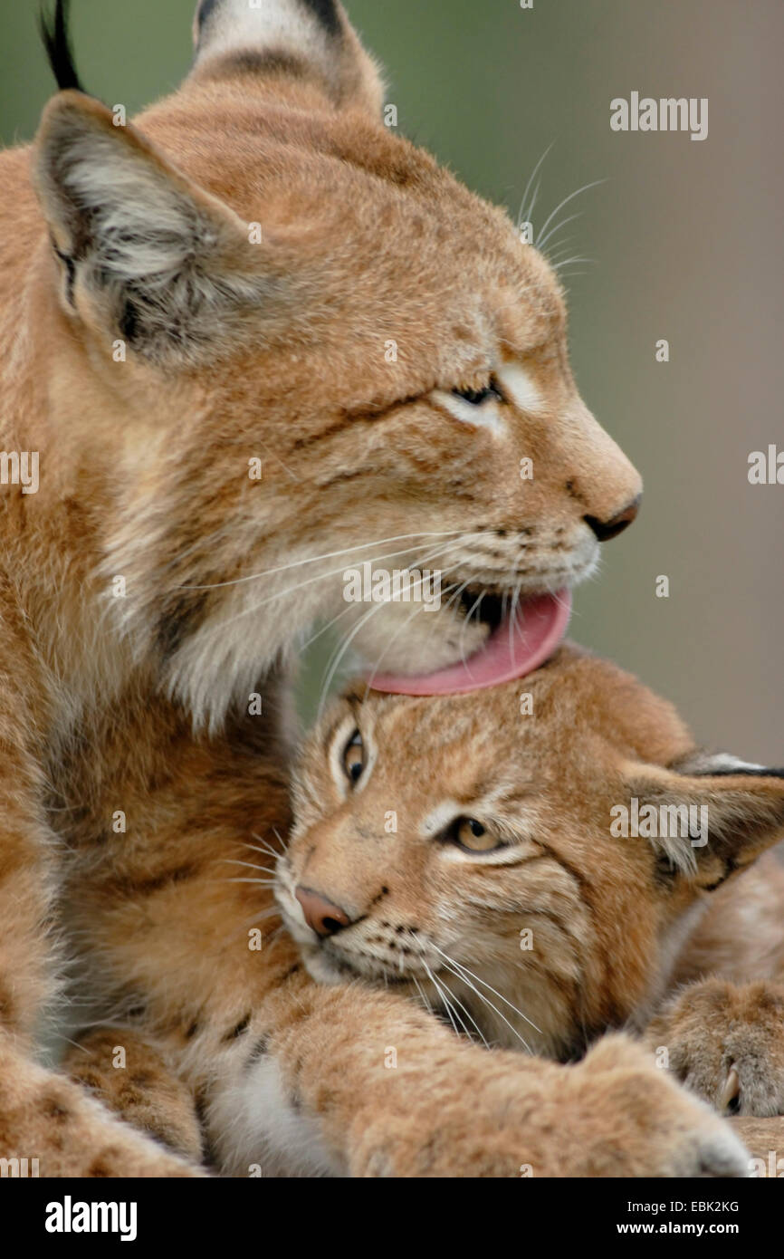 Eurasian lynx (Lynx lynx), mother and her baby at care of fur Stock Photo