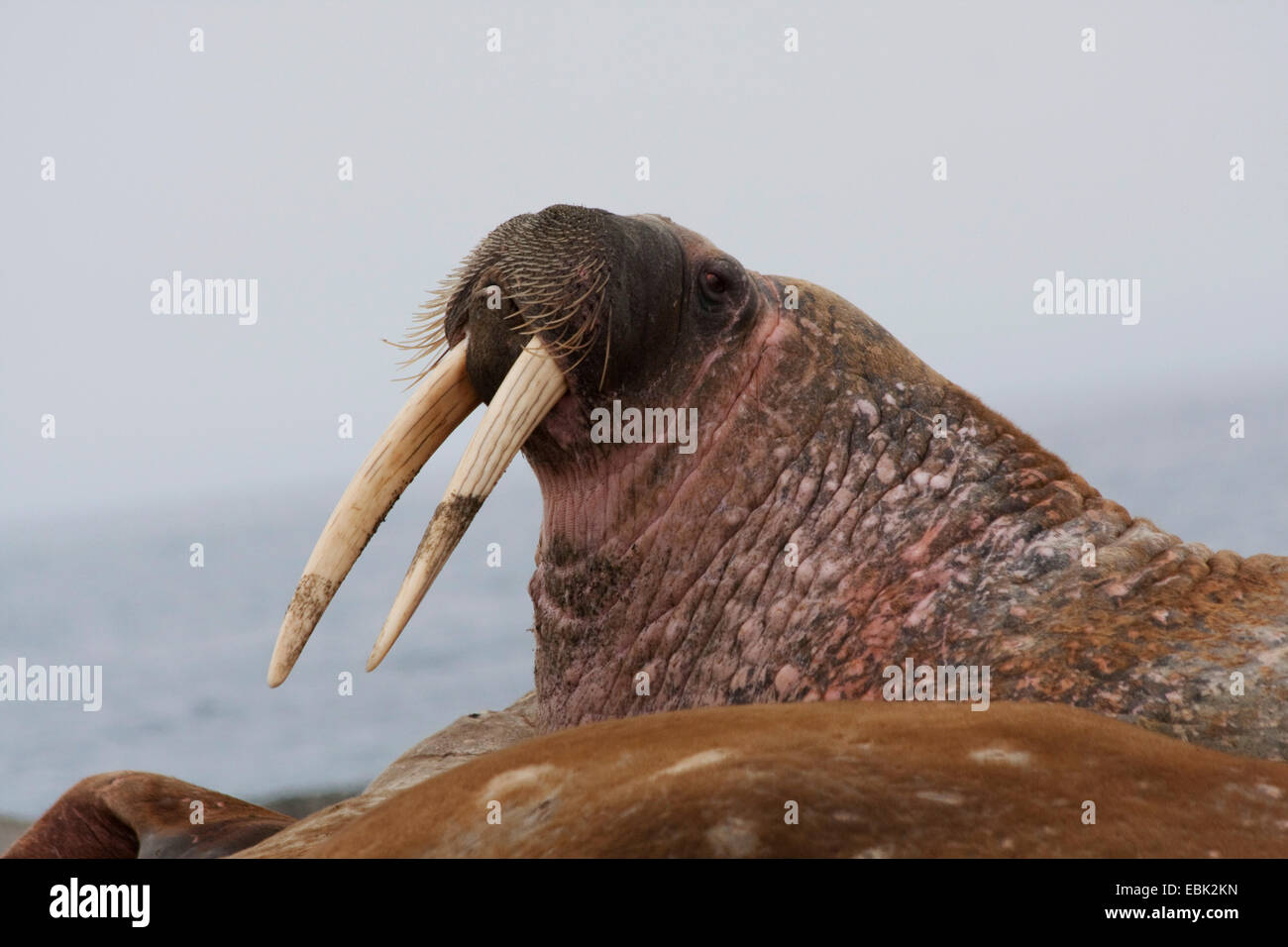 walrus (Odobenus rosmarus), male on sand bank, Norway, Svalbard, Forlandsundet Poolepynten Stock Photo