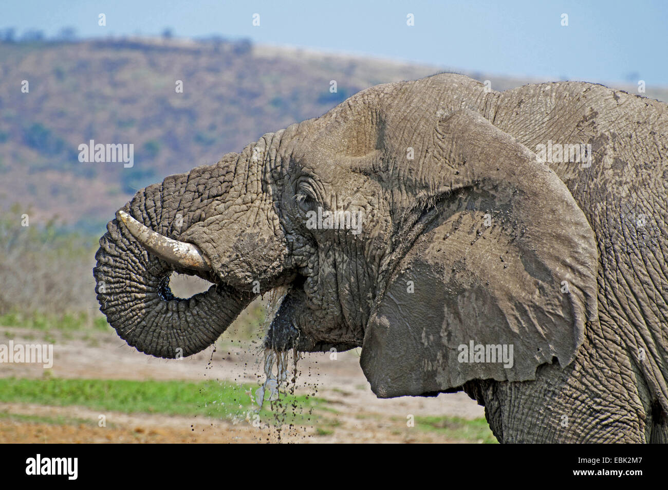 African elephant (Loxodonta africana), drinking, South Africa, Kwazulu-Natal, Hluhluwe-Umfolozi National Park Stock Photo