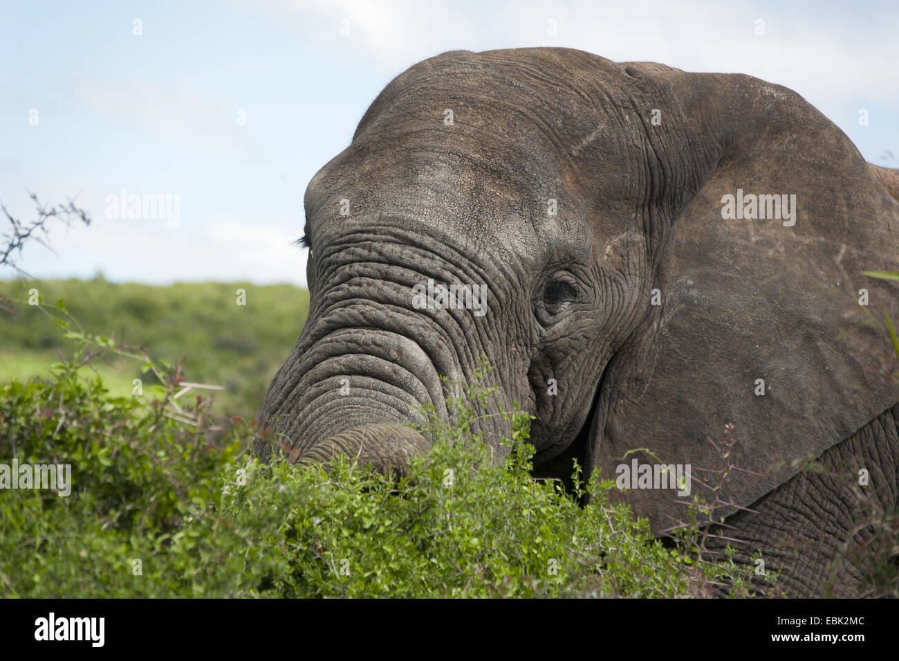 African elephant (Loxodonta africana), feeding on shrub, portrait, South Africa, Eastern Cape, Addo Elephant National Park Stock Photo