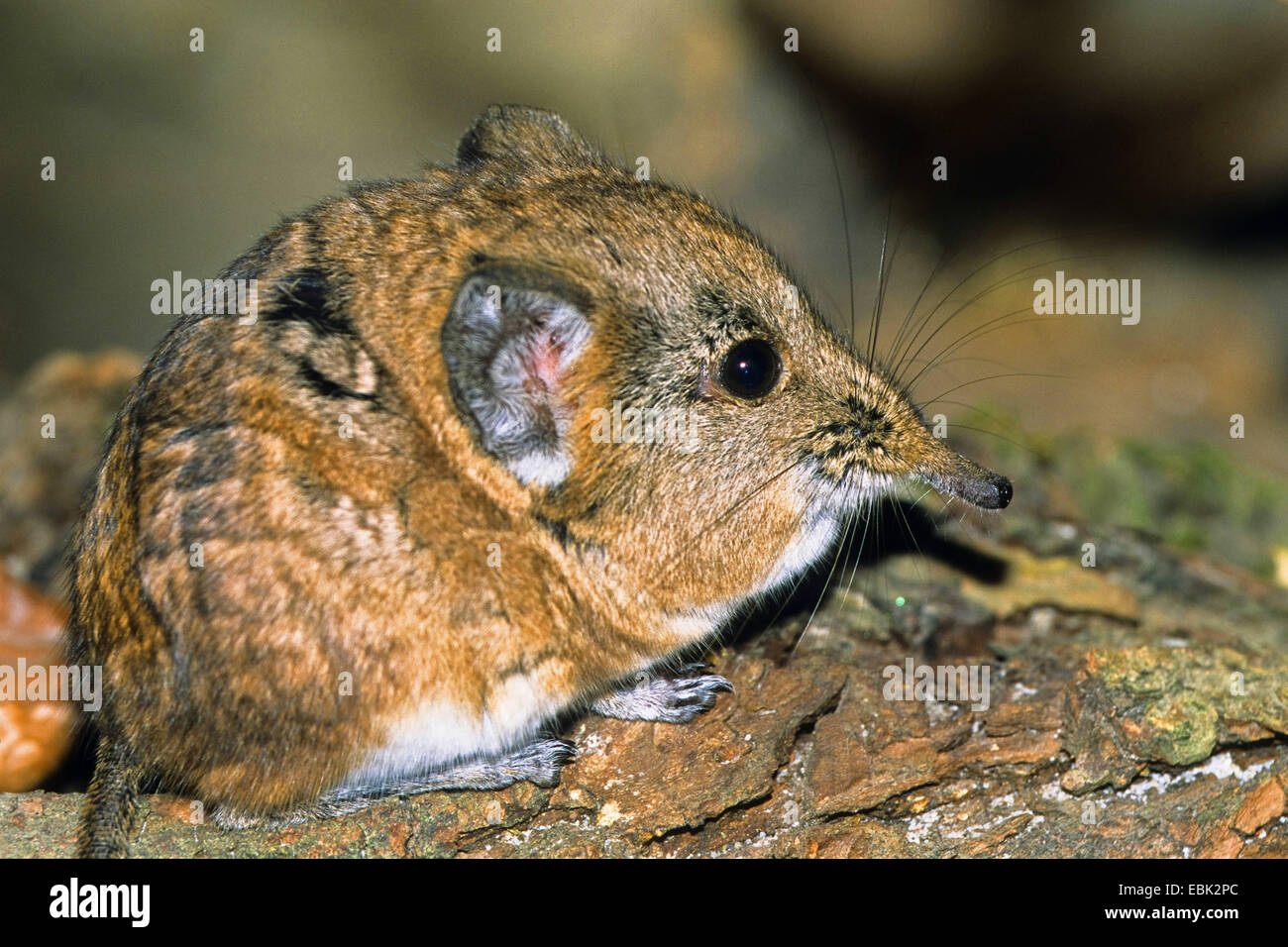 Desert shrew hires stock photography and images Alamy