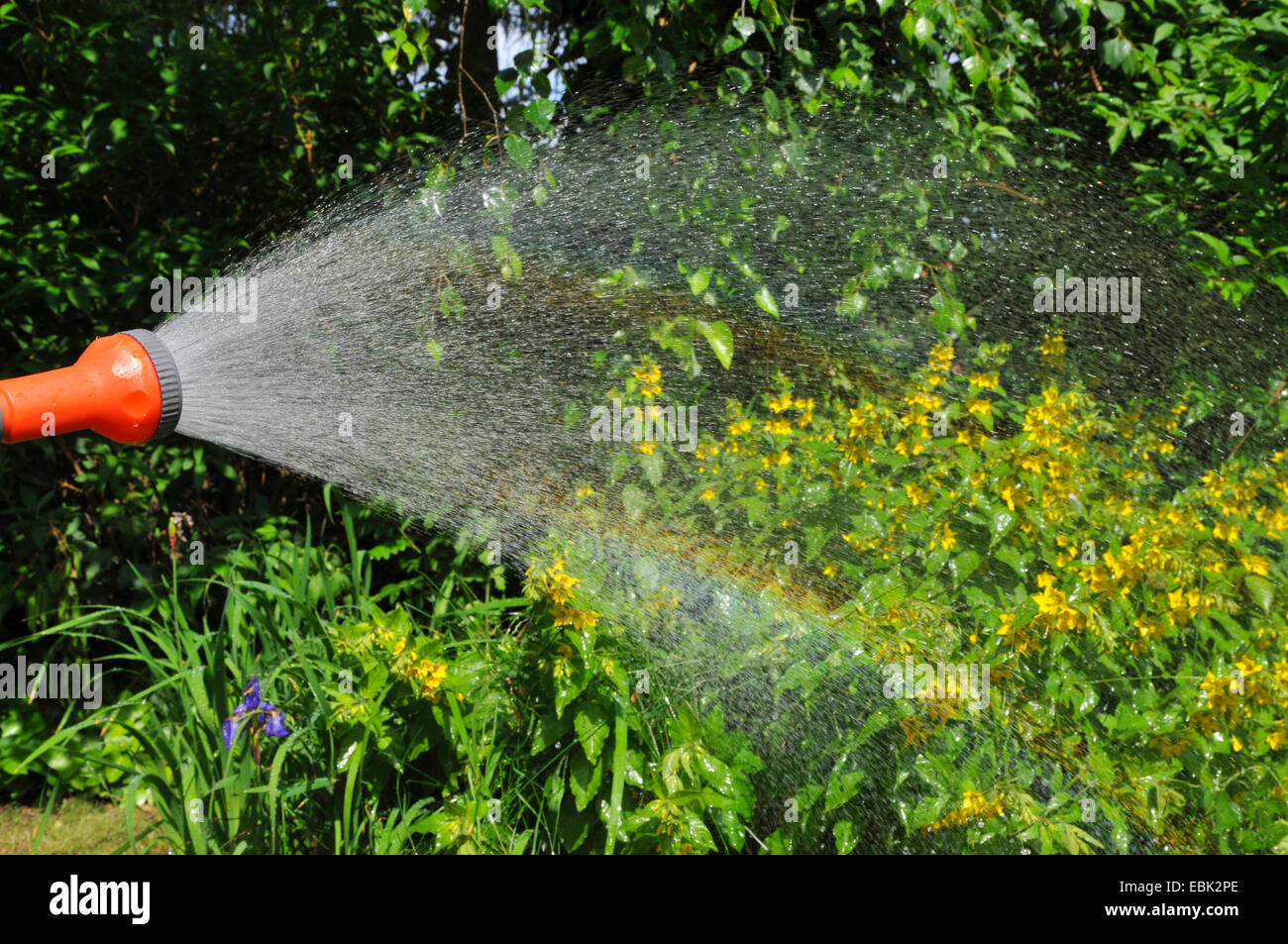 sprinkling flowers and a rainbow appears, Germany, Nordrhein Westfalen