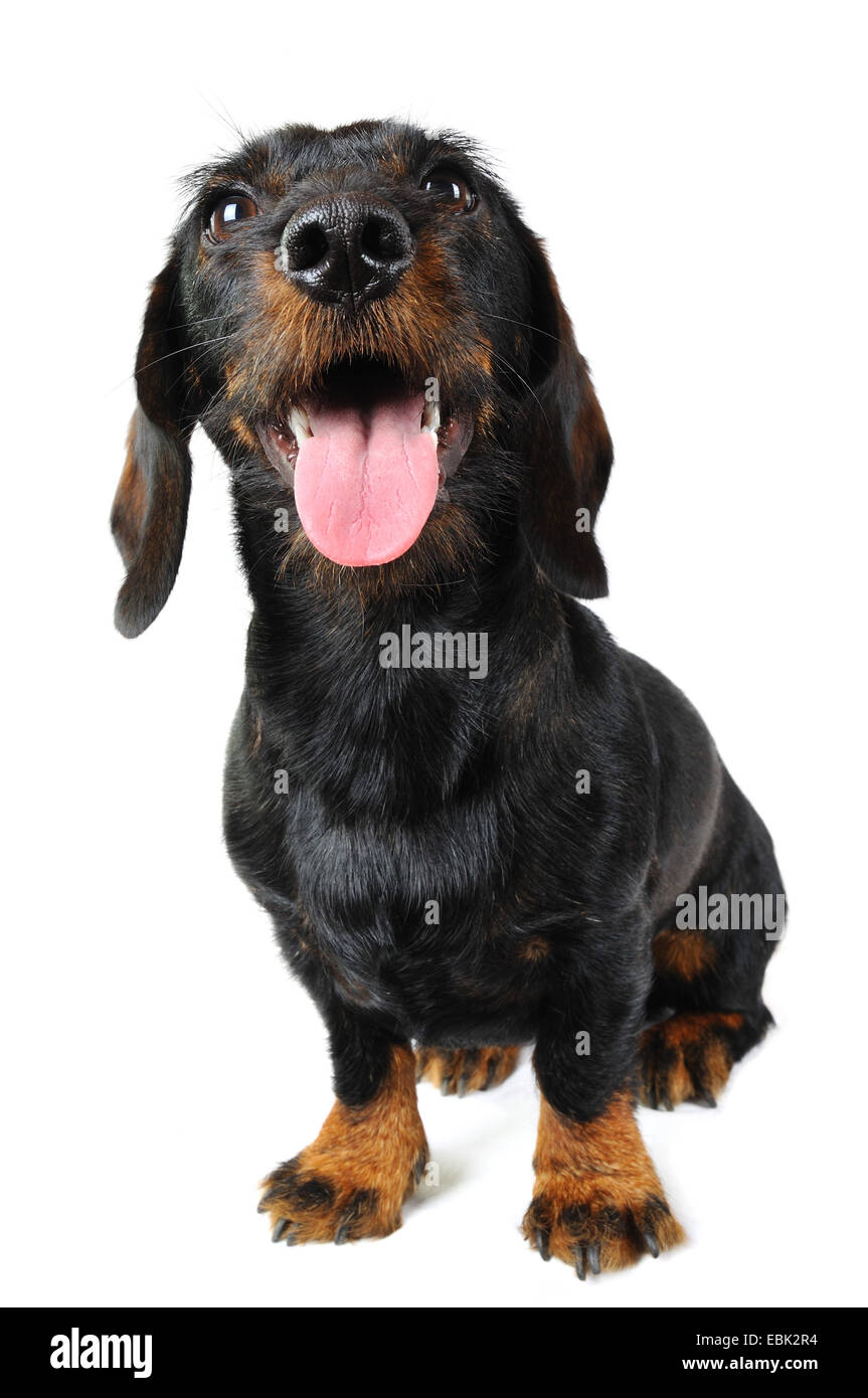 Wirehaired Dachshund, Wirehaired sausage dog, domestic dog (Canis