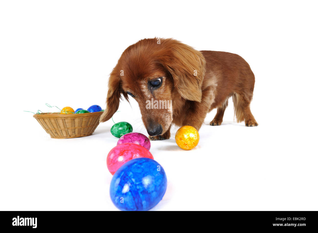 Long-haired Dachshund, Long-haired sausage dog, domestic dog (Canis lupus f. familiaris), sceptical female dog eying up colored easter eggs in a row, Germany, Nordrhein Westfalen Stock Photo