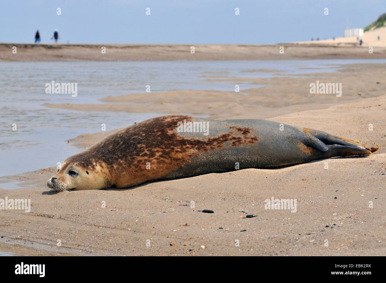 harbor seal, common seal (Phoca vitulina), ill seal lying on sandy beach, Netherlands, Zeeland Stock Photo
