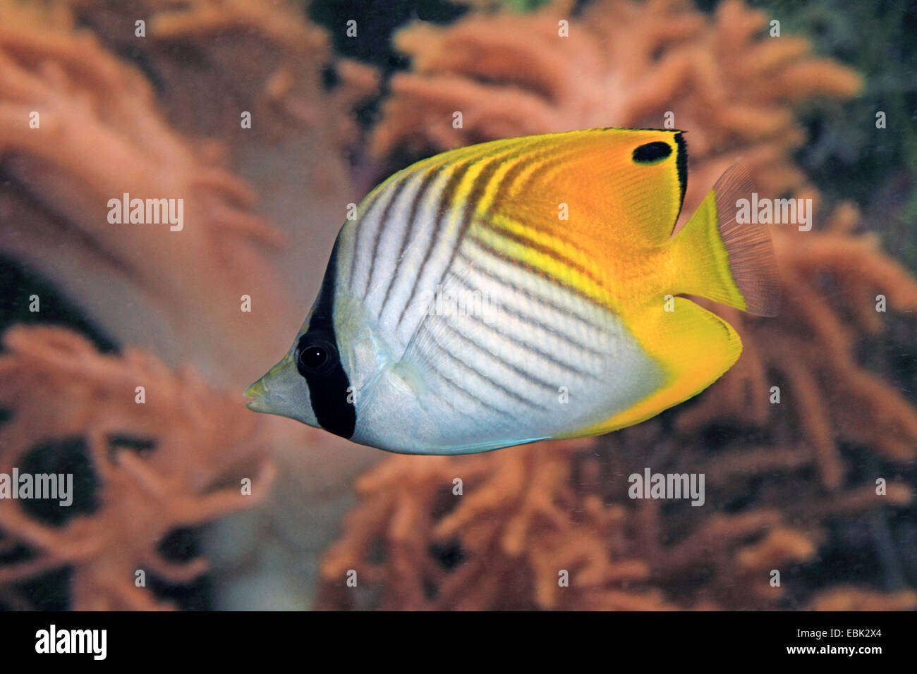 threadfin butterflyfish, spined butterflyfish (Chaetodon auriga), at the reef Stock Photo
