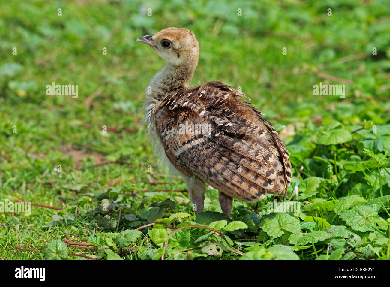 baby peafowl high resolution stock photography and images alamy