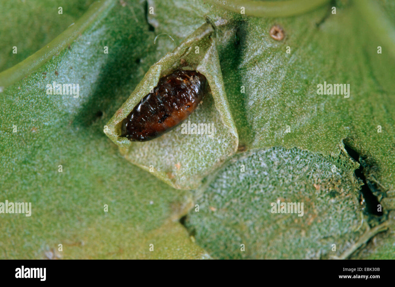 Holly leafminer (Phytomyza ilicis), leaf of Common holly with a larva in an open feeding tunnel , Ilex aquifolium Stock Photo