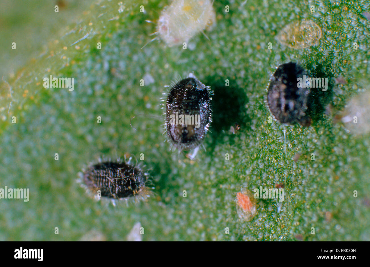 greenhouse whitefly (Trialeurodes vaporariorum), black larvae with ichneumon fly Encarsia formosa, biological control of pests Stock Photo