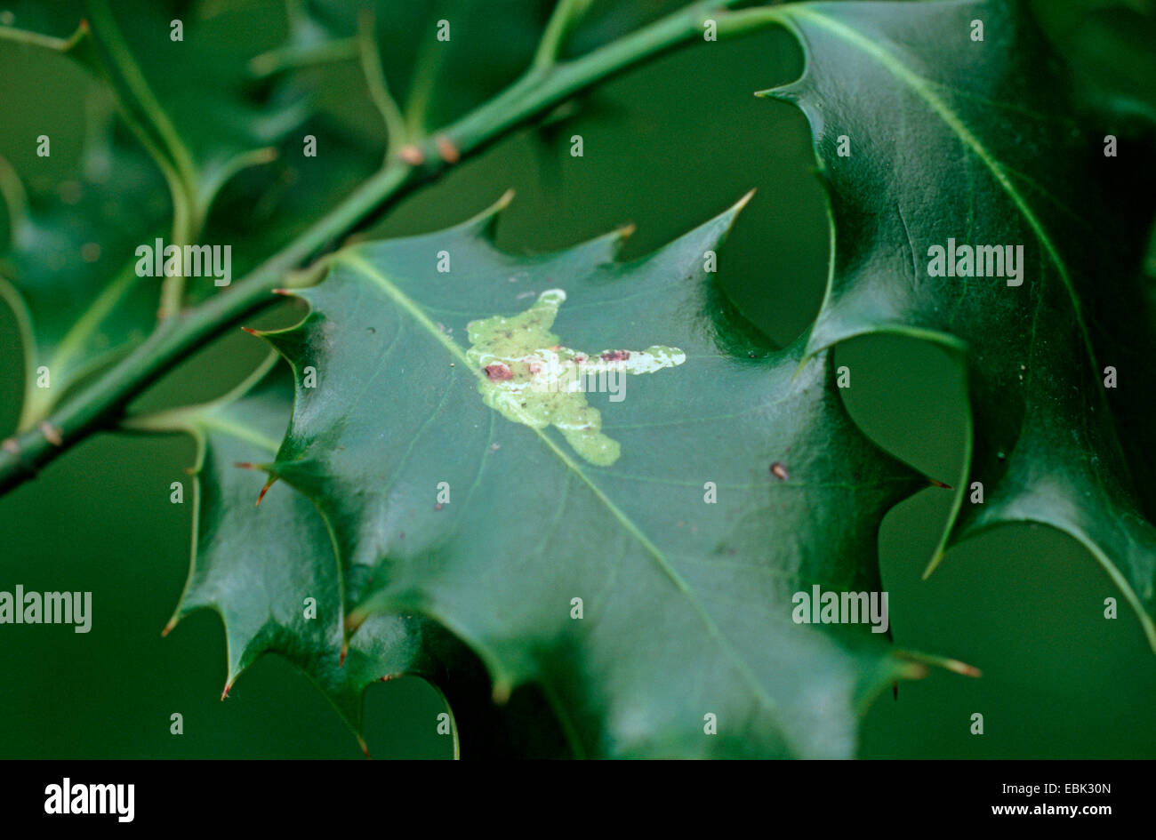 holly leafminer (Phytomyza ilicis), damage of a leaf of Common holly, Ilex aquifolium Stock Photo