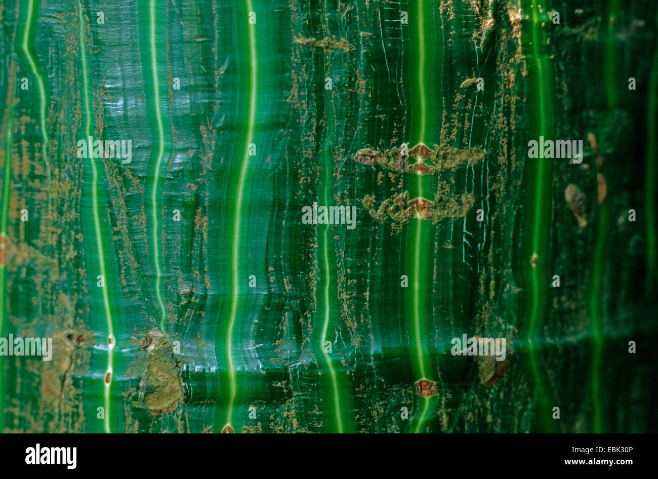 Pseudobombax Munguba Pseudobombax Munguba Green Bark Stock Photo Alamy