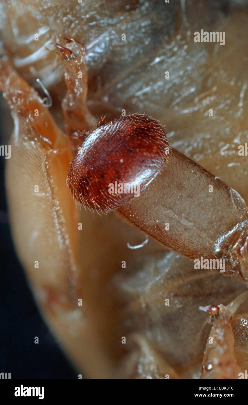 Varrora Destructor Varroa mite (Varroa destructor, Varroa jacobsoni), parasite on honey ...