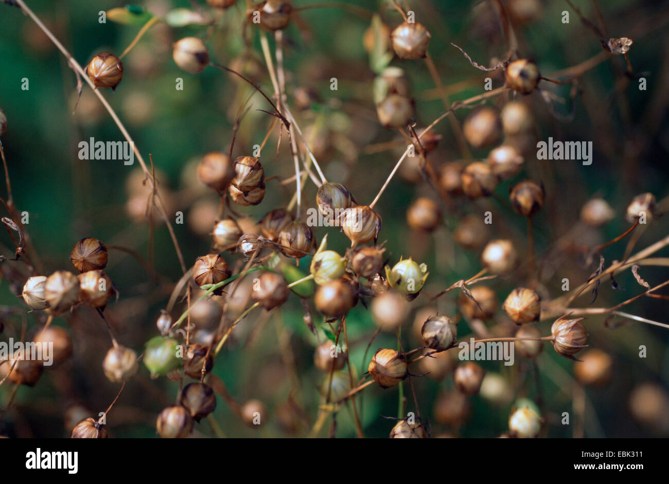 Flax fruit hires stock photography and images Alamy