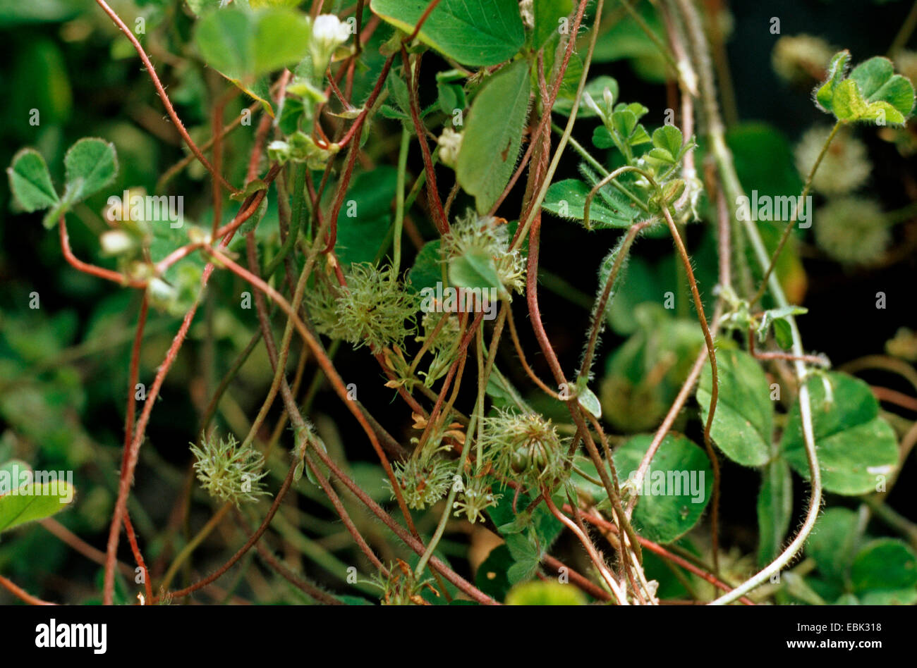 subterranean clover (Trifolium subterraneum), with fruits Stock Photo